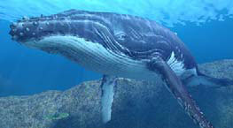 Imagen_4 Sumérgete en Endless Ocean, un ecosistema real y vivo en Wii