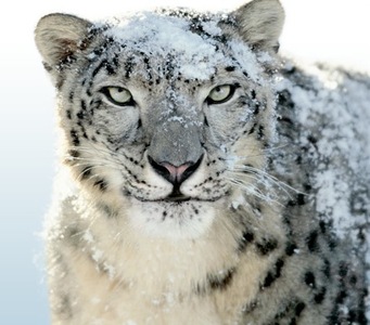 Imagen_1 Apple lanzará Mac OS X Snow Leopard el viernes 28 de agosto